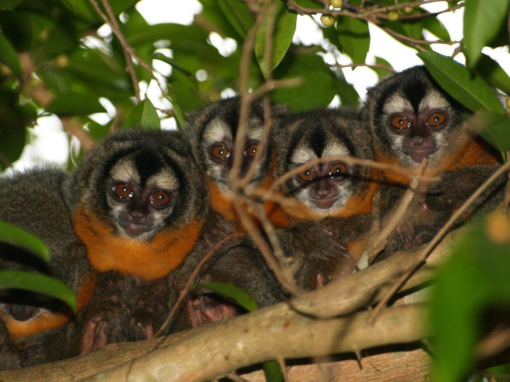 Pousada Do Rio Mutum Barao de Melgaco ภายนอก รูปภาพ
